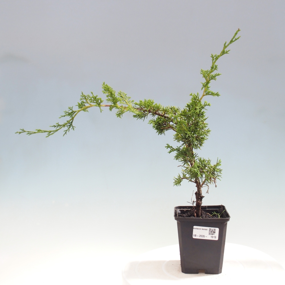 Bonsai da esterno - Juniperus chinensis Itoigawa