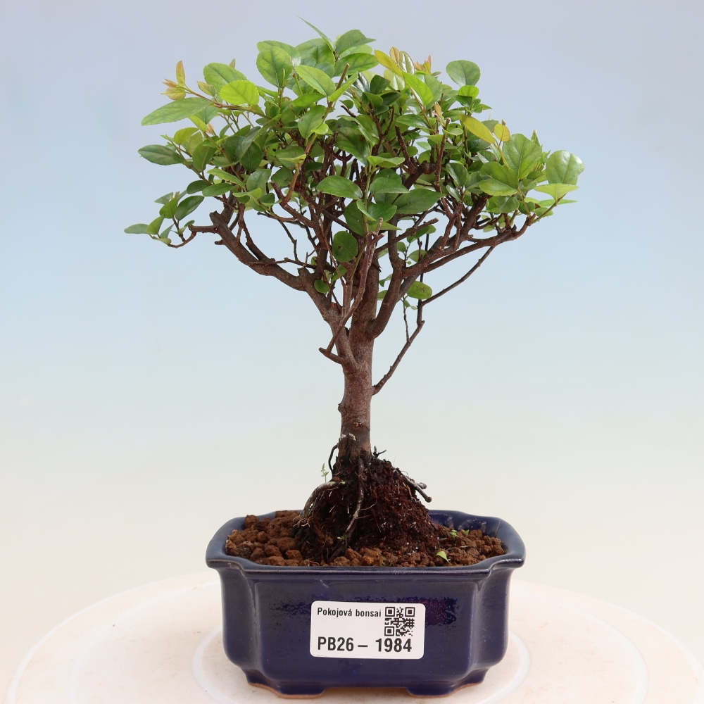 Camera bonsai - Sageretia thea - Sageretia thea