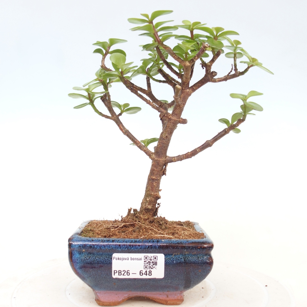 Camera bonsai - Portulakaria Afra - Tlustice