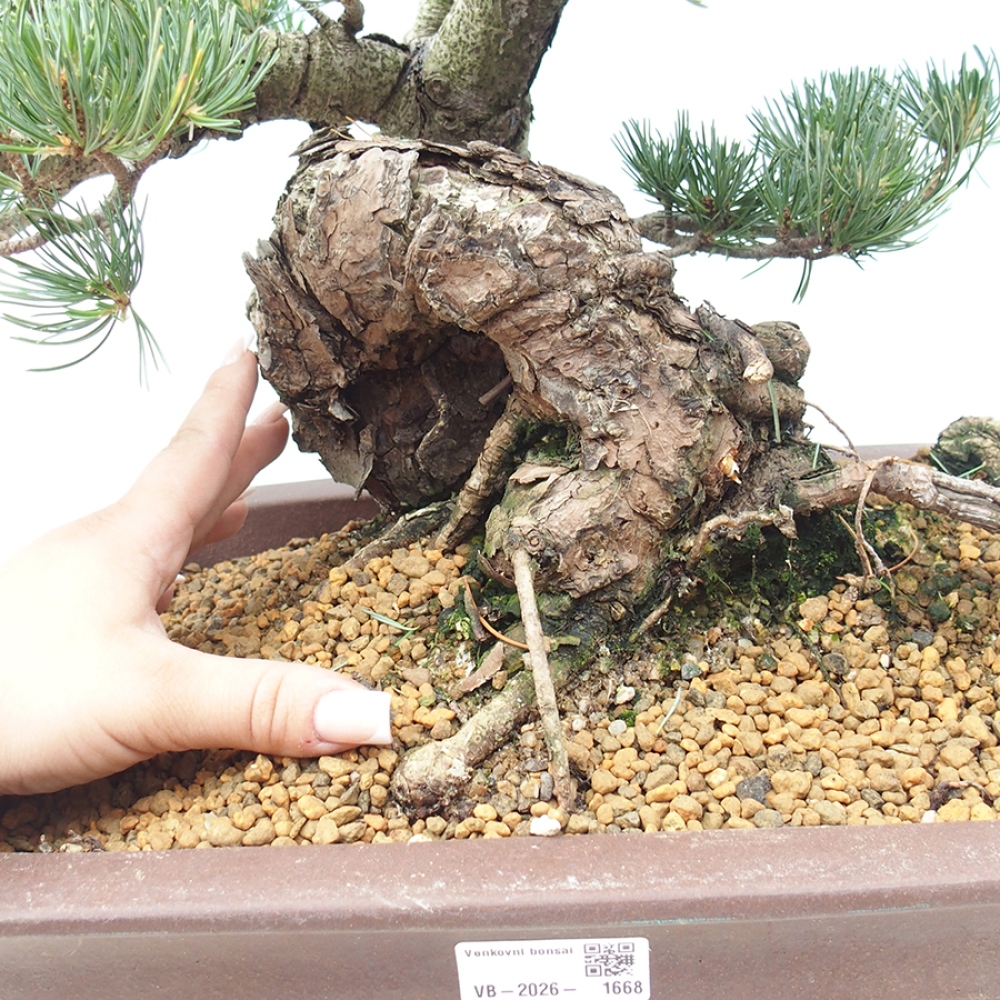 Bonsai da esterno - Pinus parviflora - Pinus parviflora