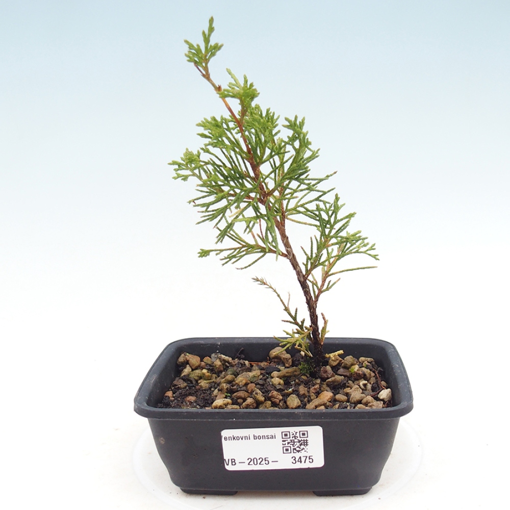 Bonsai da esterno - Juniperus chinensis Itoigawa