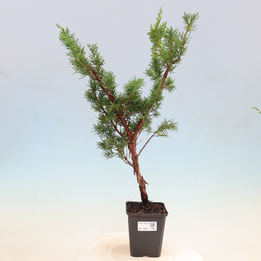 Bonsai da esterno - Juniperus chinensis Kishu