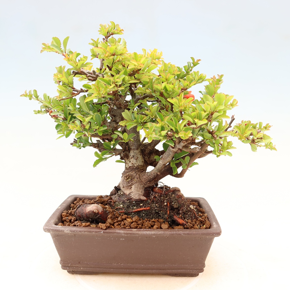 Bonsai da esterno - Chaneomeles speciosa Chojubai