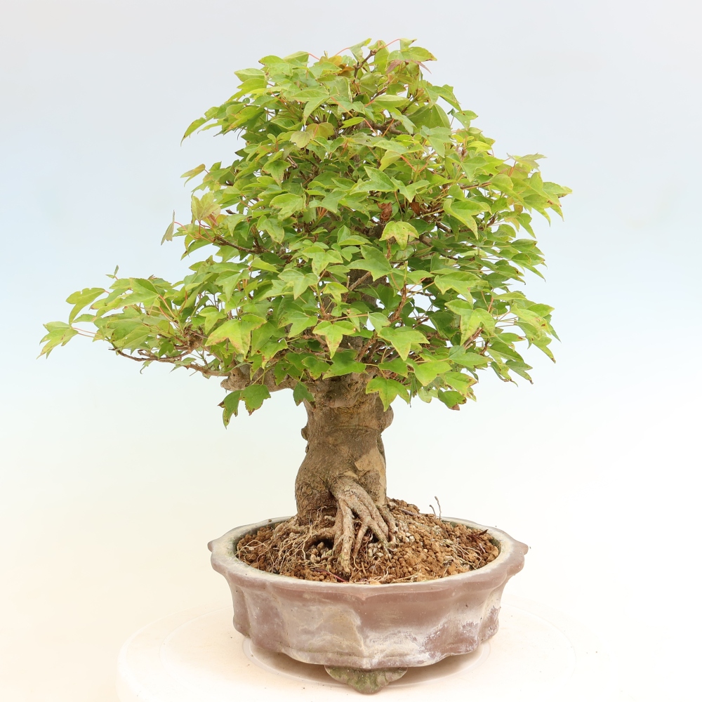 Bonsai da esterno - Acero Burger - Acer Burgerianum