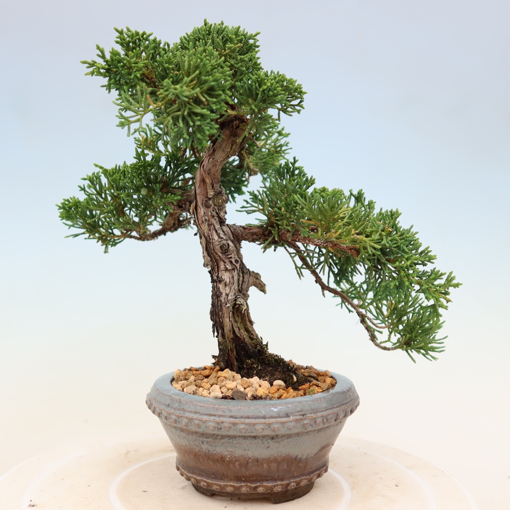 Bonsai da esterno - Juniperus chinensis Kishu