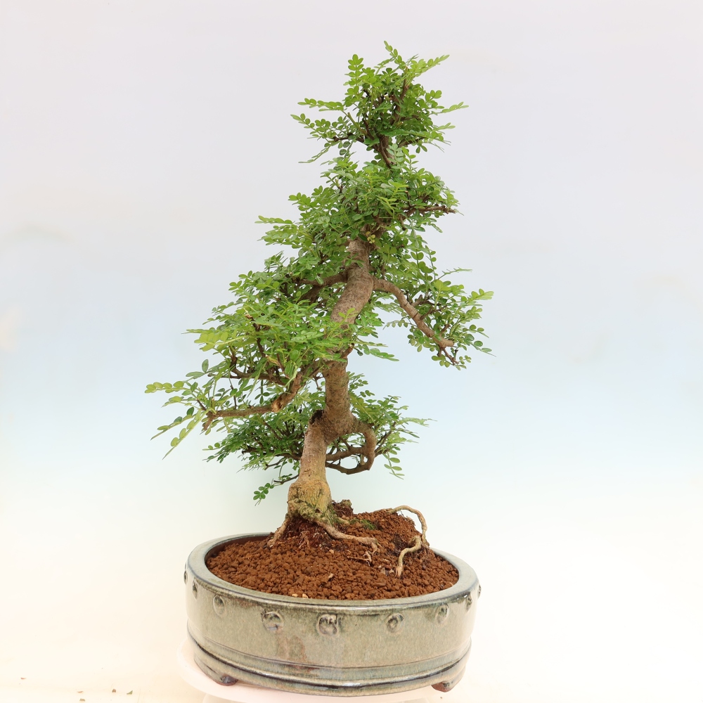 Camera bonsai - Zantoxylum piperitum - albero del pepe