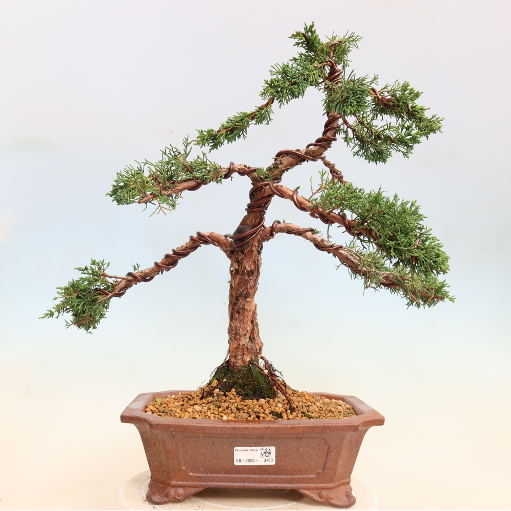 Bonsai da esterno - Juniperus chinensis Kishu