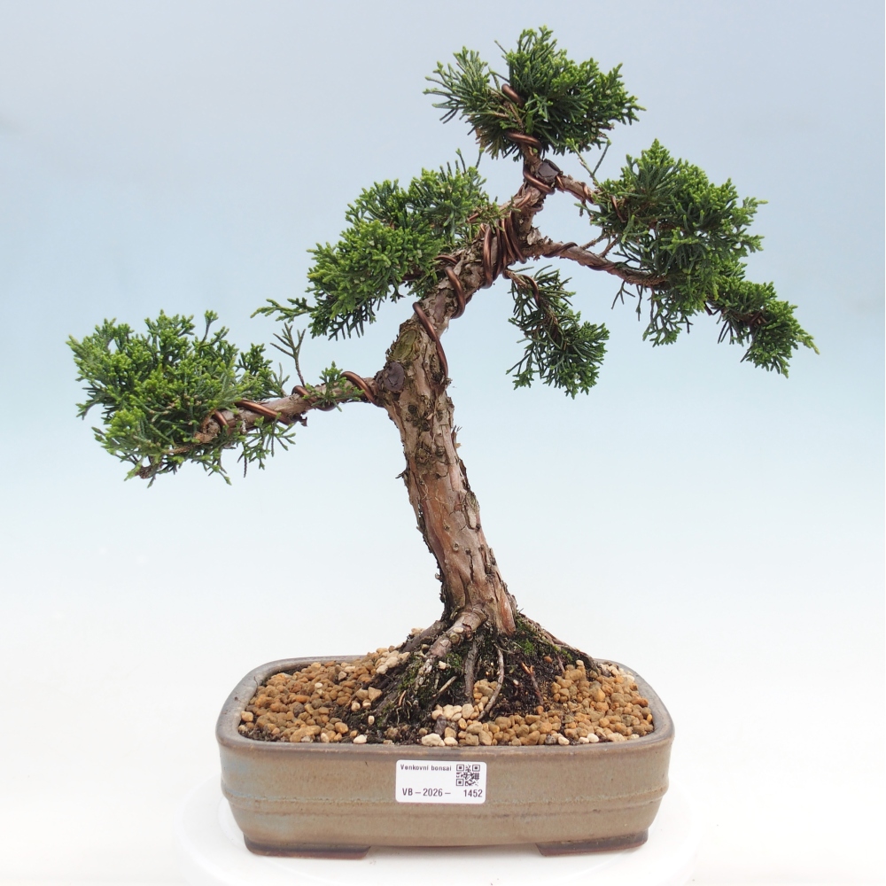 Bonsai da esterno - Juniperus chinensis Kishu