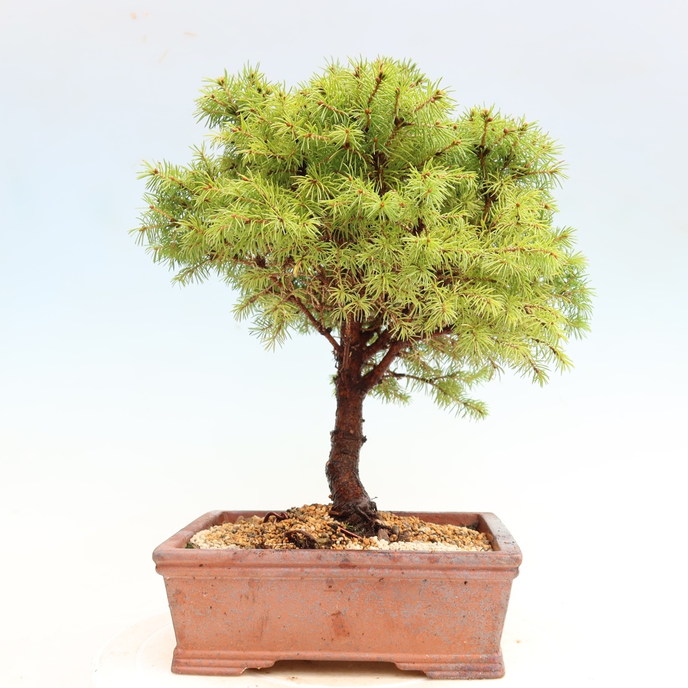 Bonsai da esterno - Abete grigio - Picea glauca globe