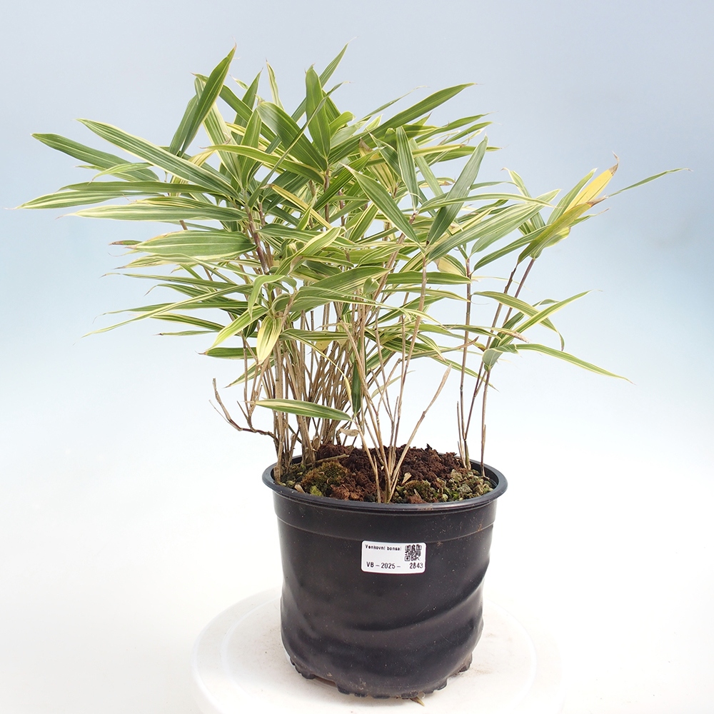 Bonsai da esterno - Sasaella masamuneana Albostriata - Bambù