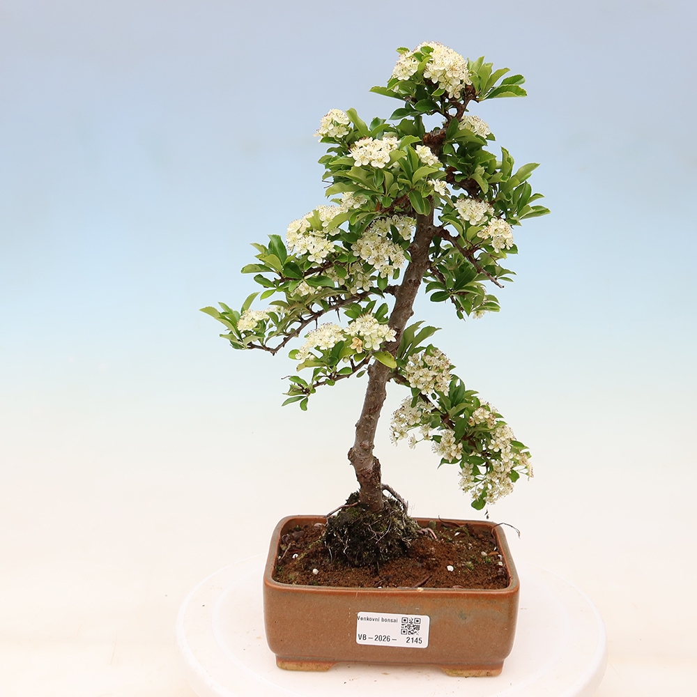 Bonsai da esterno - Pyracantha teton - Pyracantha scarlatta