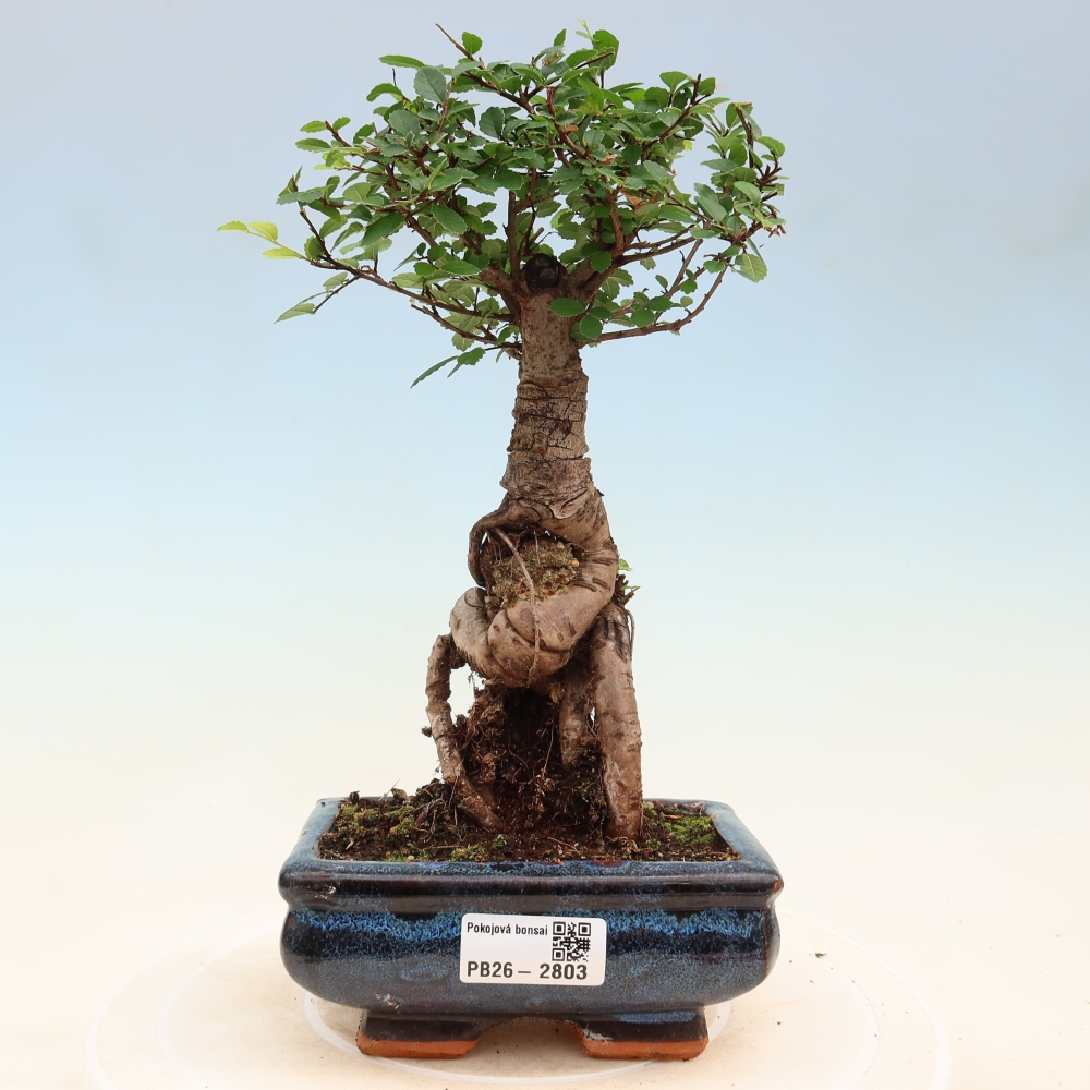 Camera bonsai - Ulmus parvifolia - Olmo a foglie piccole