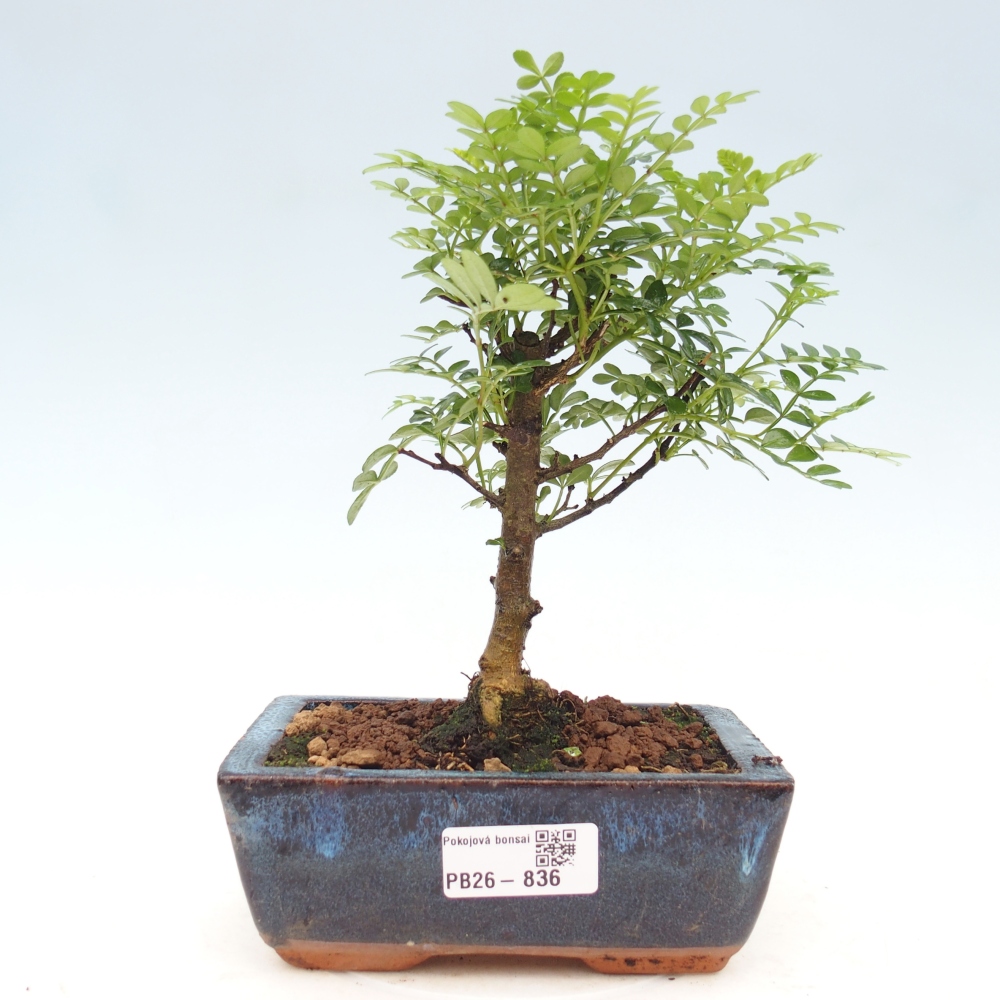 Camera bonsai - Zantoxylum piperitum - albero del pepe