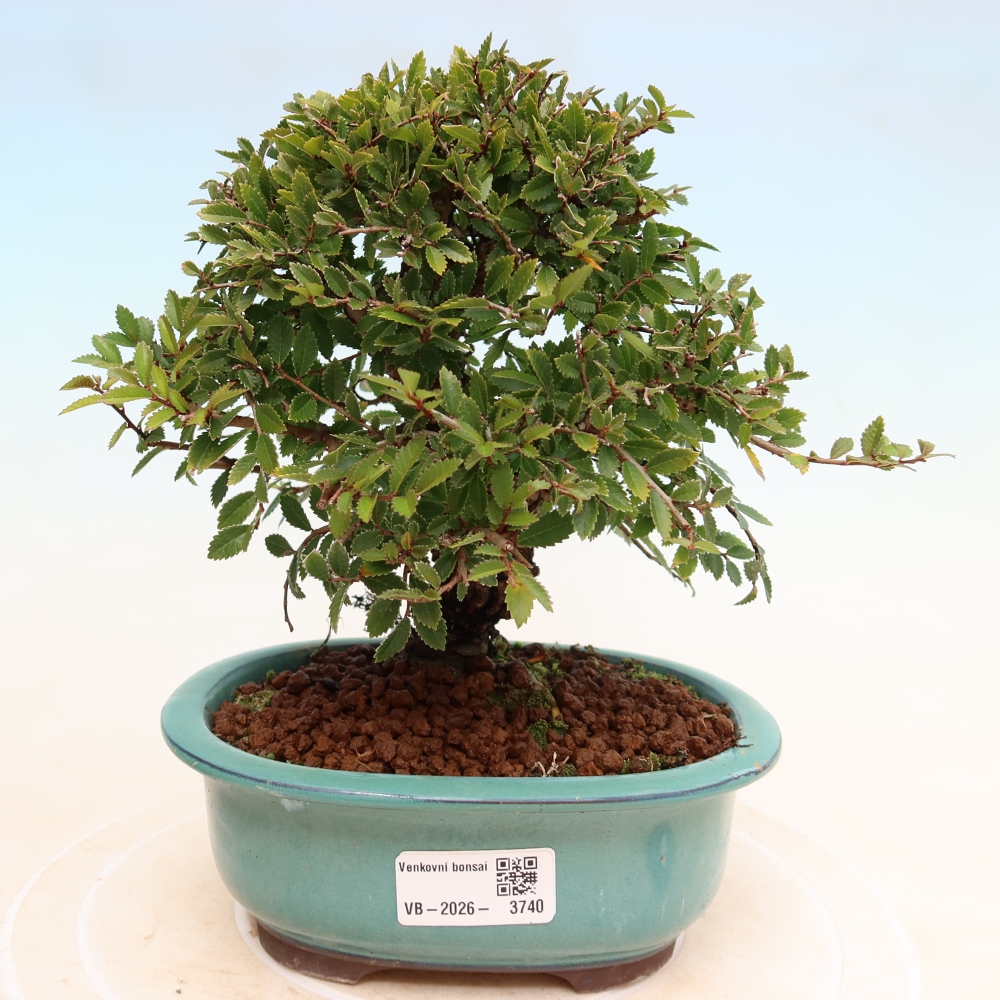 Bonsai da esterno - Zelkova - Zelkova NIRE