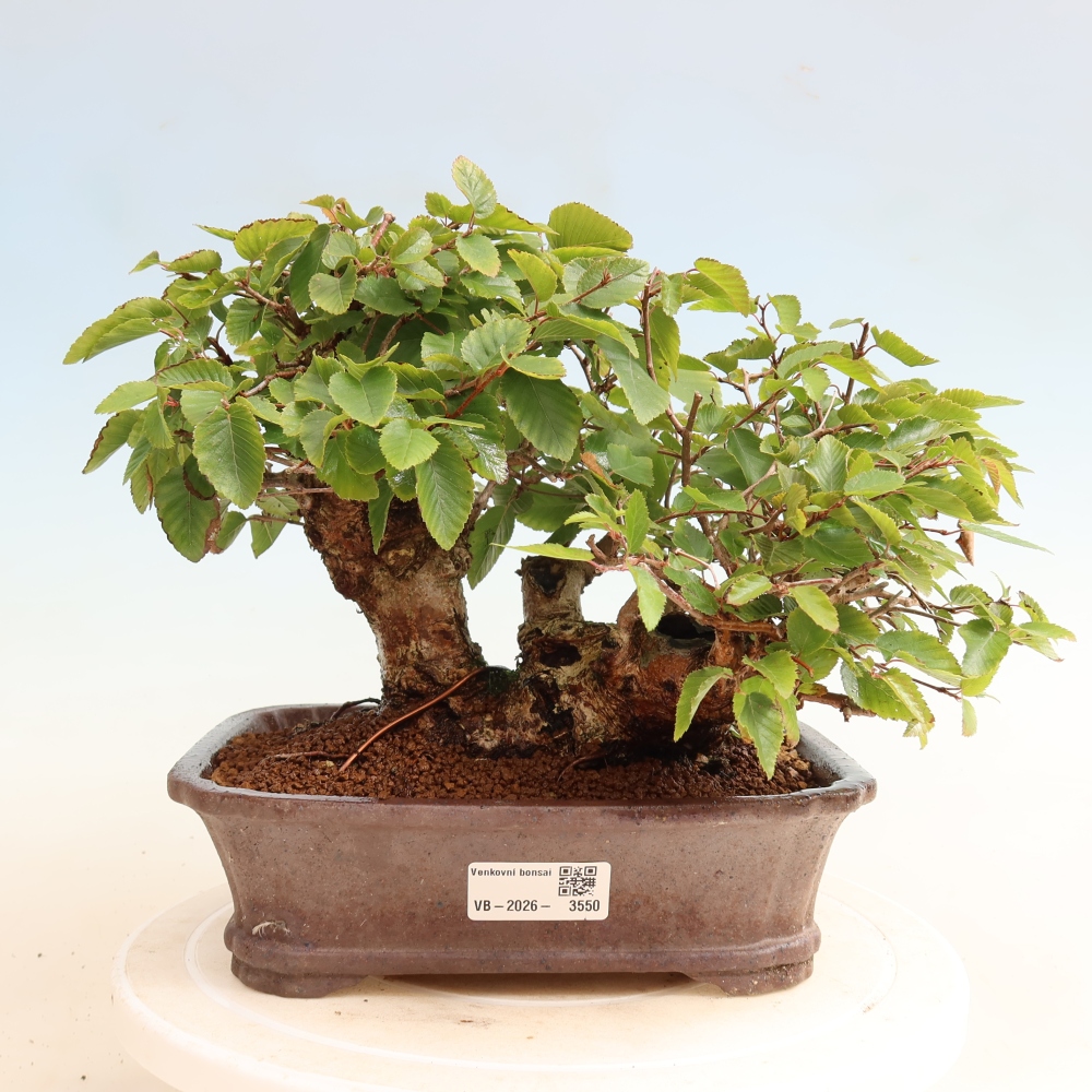 Bonsai da esterno -Carpinus CARPINOIDES - Carpino coreano