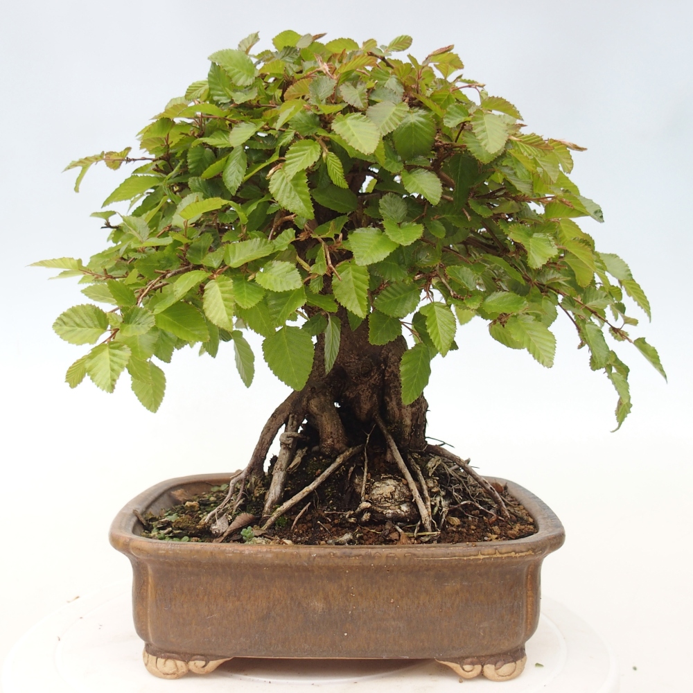 Bonsai da esterno -Carpinus CARPINOIDES - Carpino coreano
