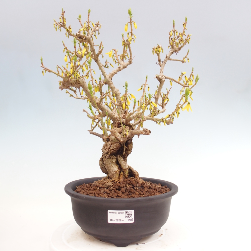 Bonsai da esterno - Zlatice - Forsythia koreana