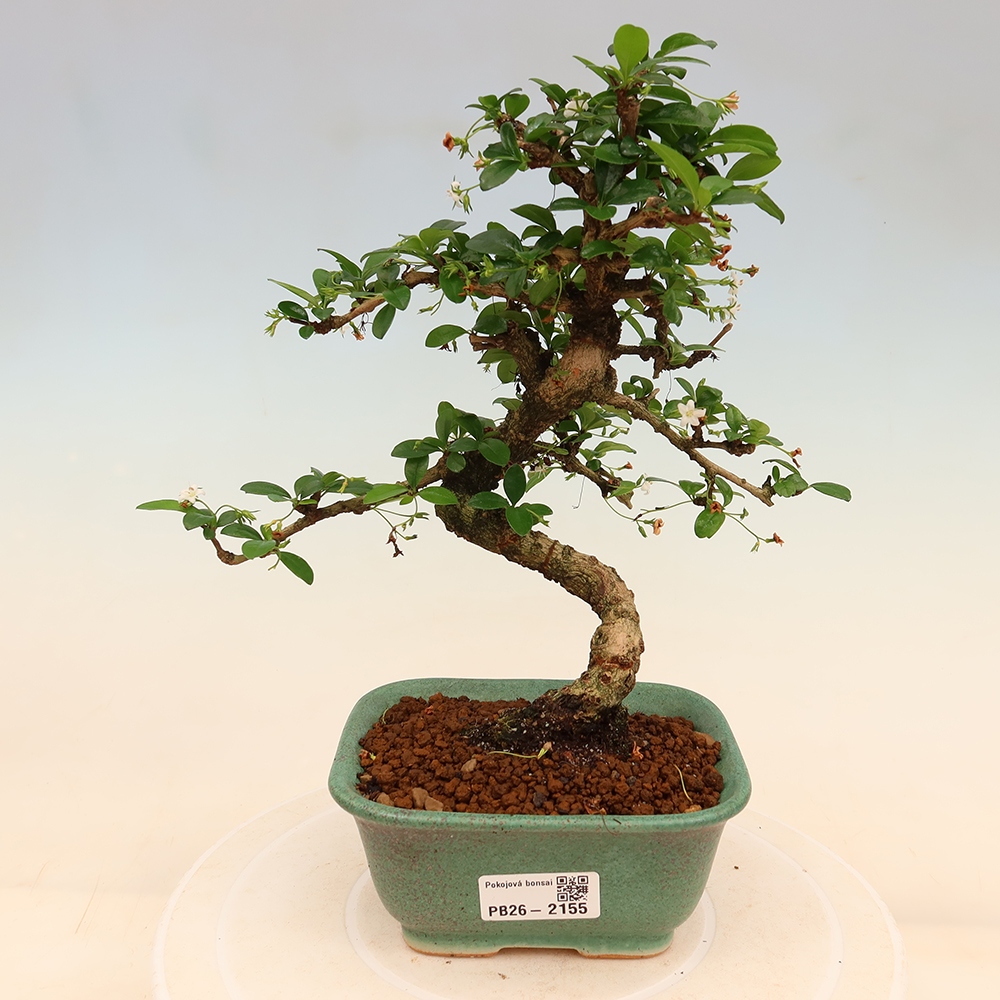 Camera bonsai - Carmona macrophylla - Tea fuki