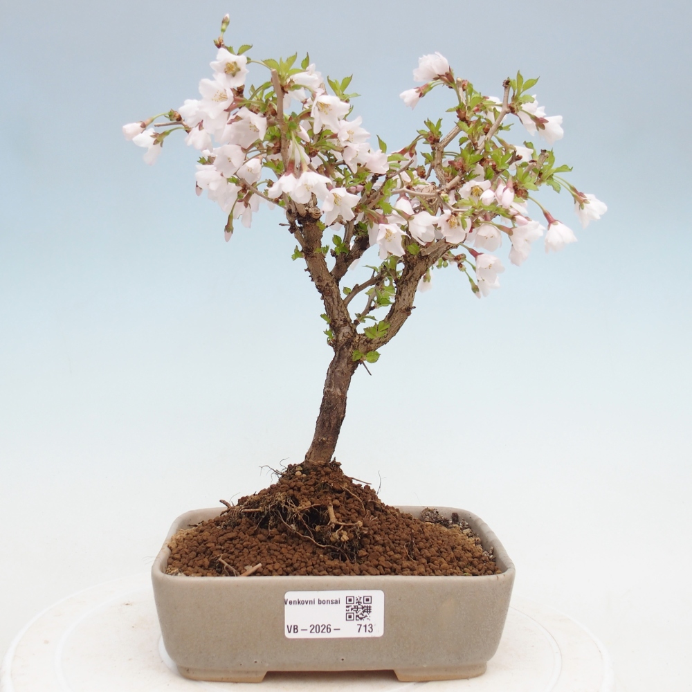 Bonsai da esterno - Prunus incisa Kojou-no mai-Plivon ritagliato