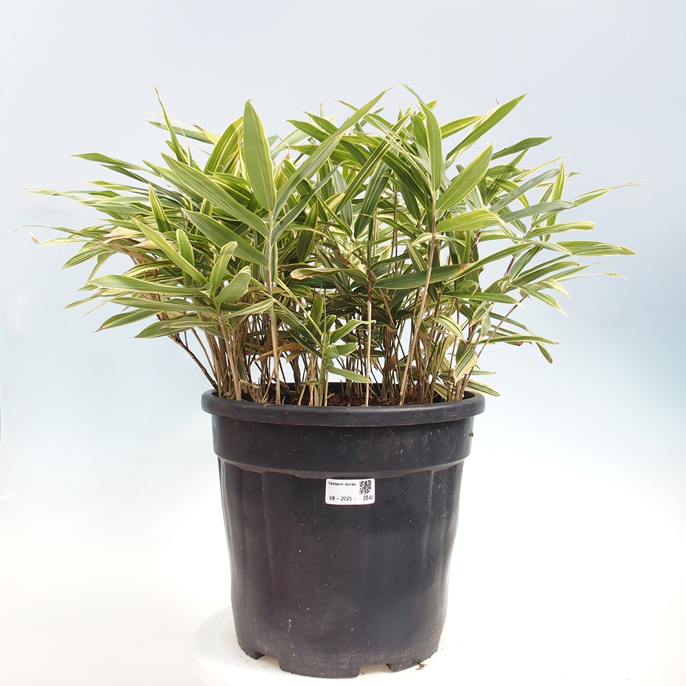 Bonsai da esterno - Sasaella masamuneana Albostriata - Bambù