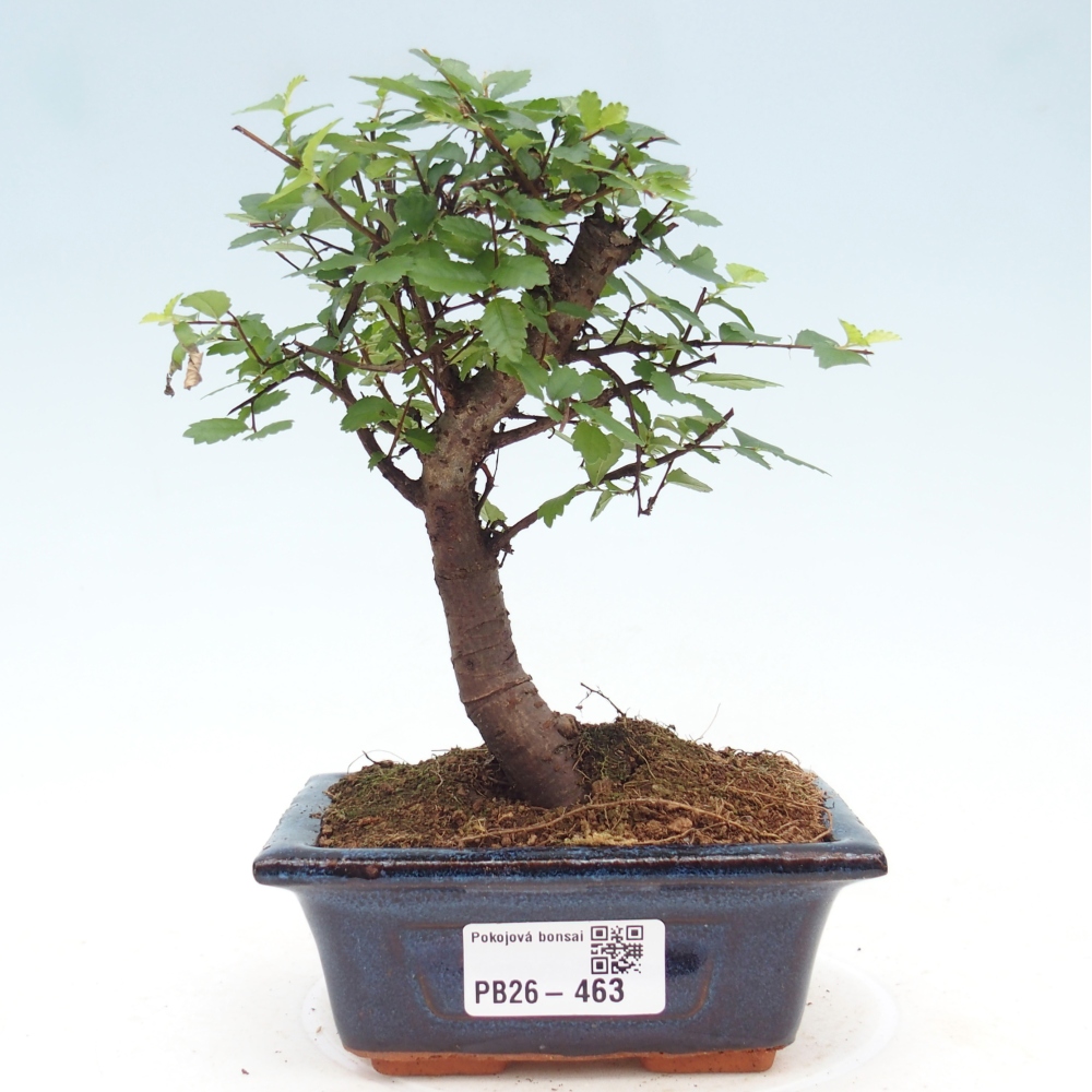 Camera bonsai - Ulmus parvifolia - Olmo a foglie piccole