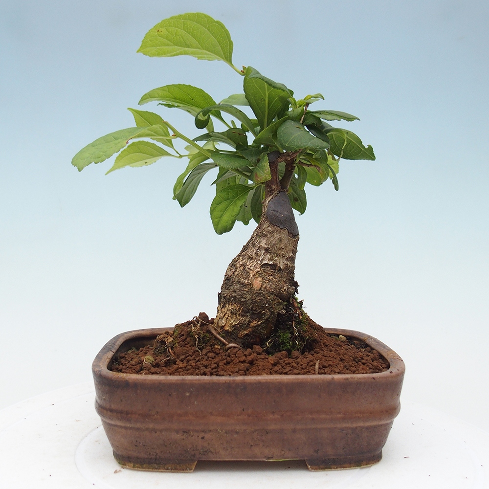 Bonsai da esterno - Celastrus orbiculatus