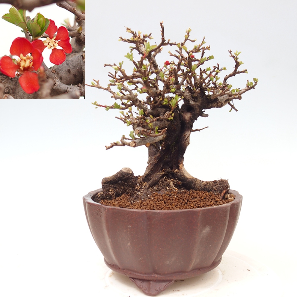 Bonsai da esterno - Chaneomeles speciosa - Cotogno