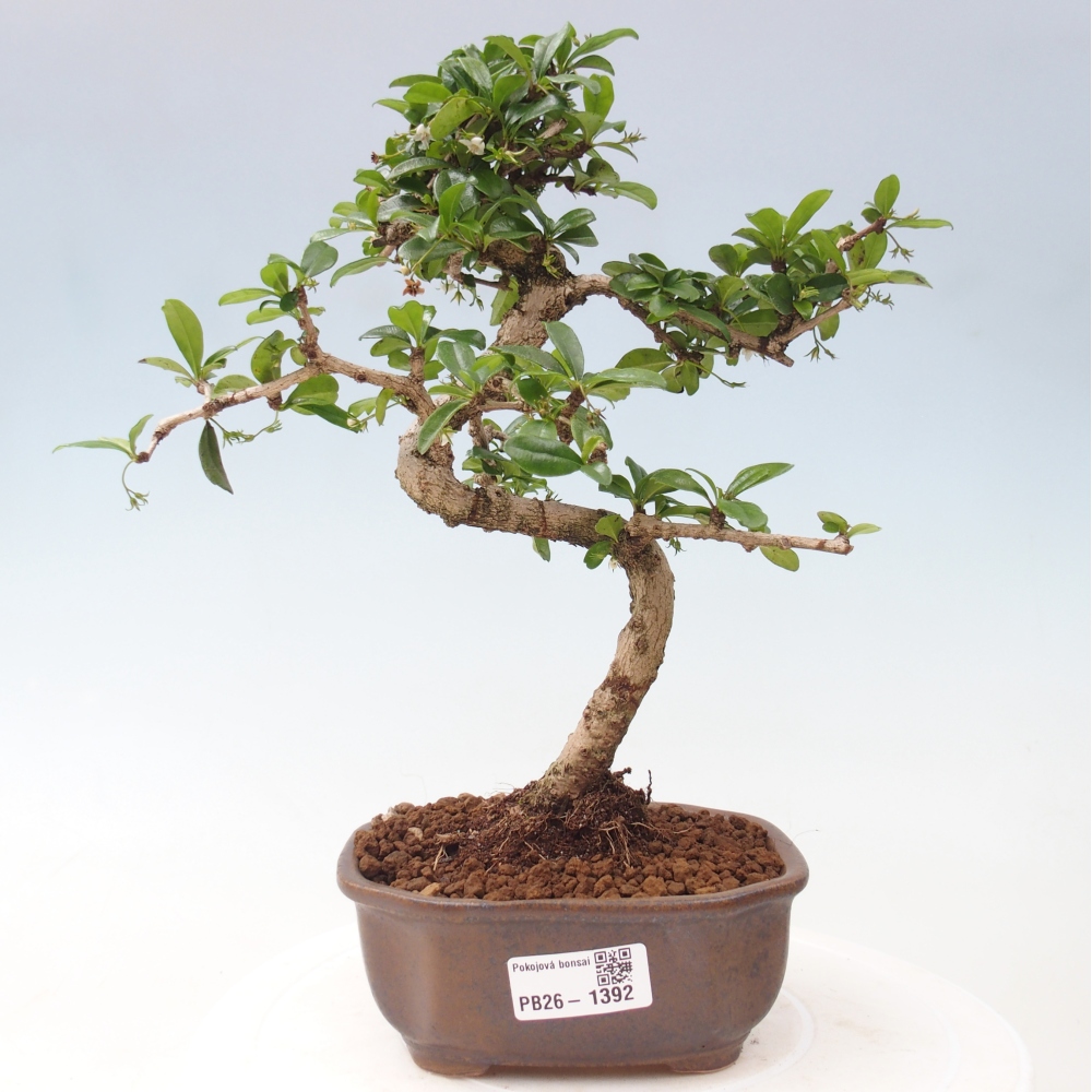 Camera bonsai - Carmona macrophylla - Tea fuki