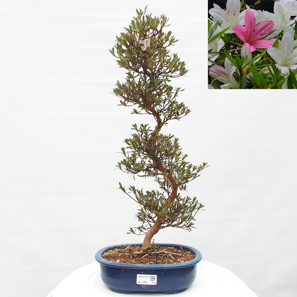 Bonsai da esterno - Azalea giapponese - Azalea Hakurin