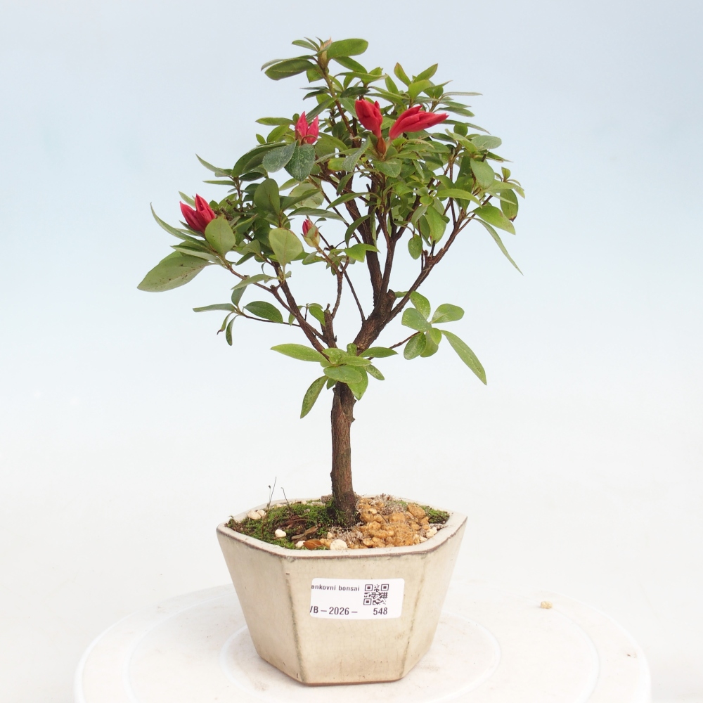 Bonsai da esterno - Azalea giapponese - Azalea sp.