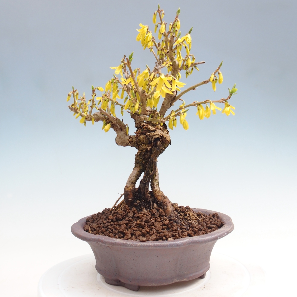 Bonsai da esterno - Zlatice - Forsythia koreana