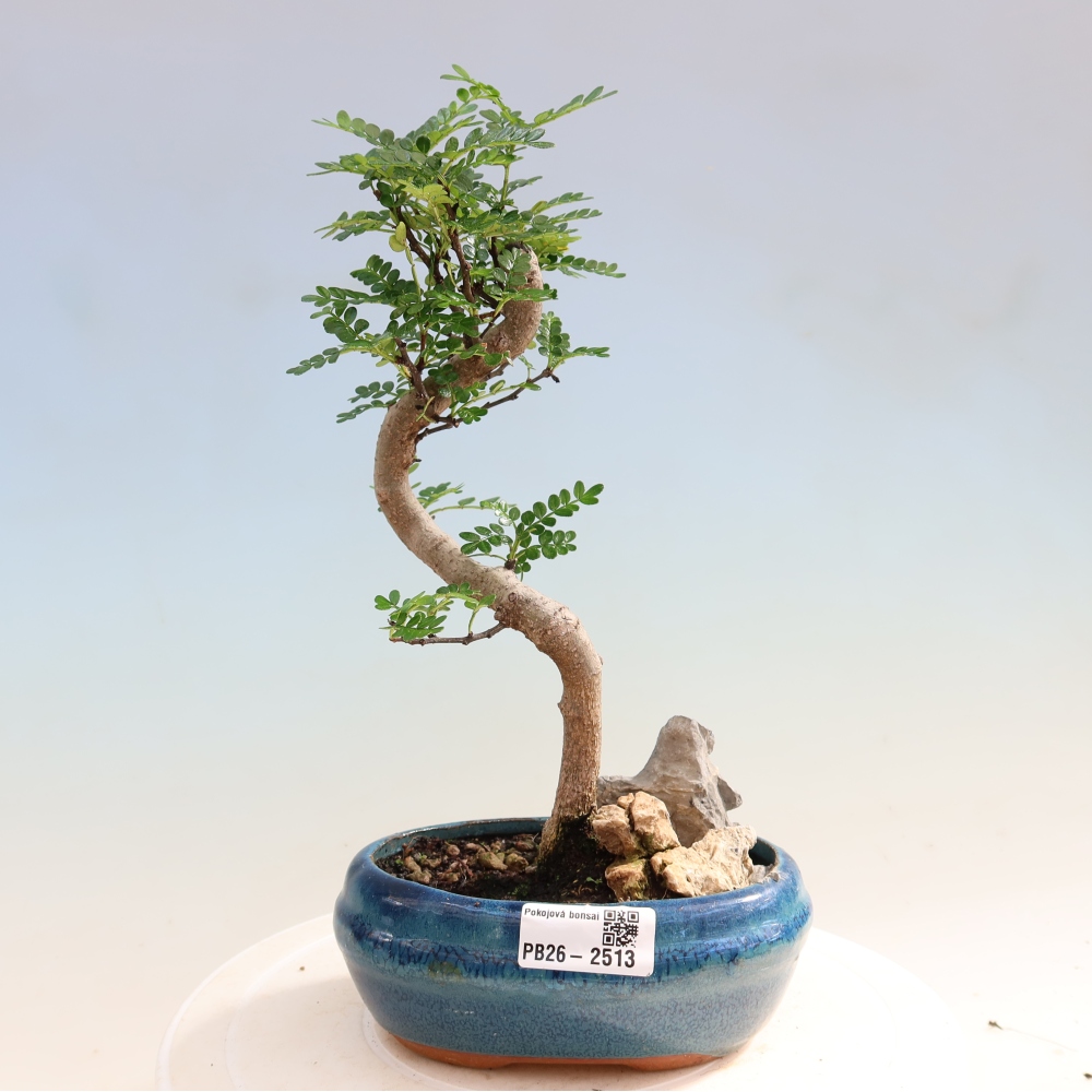 Camera bonsai - Zantoxylum piperitum - albero del pepe