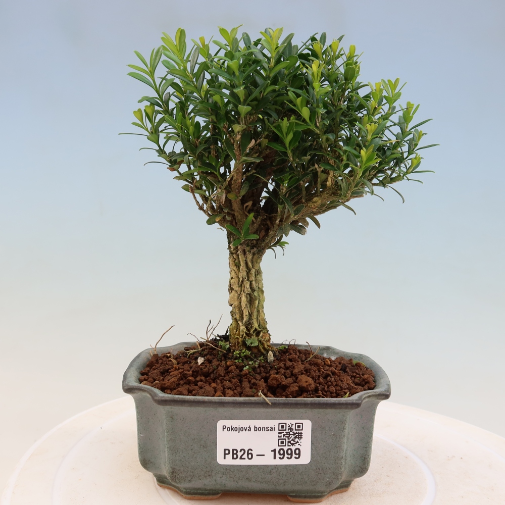 Camera bonsai - Buxus harlandii - buxus da sughero