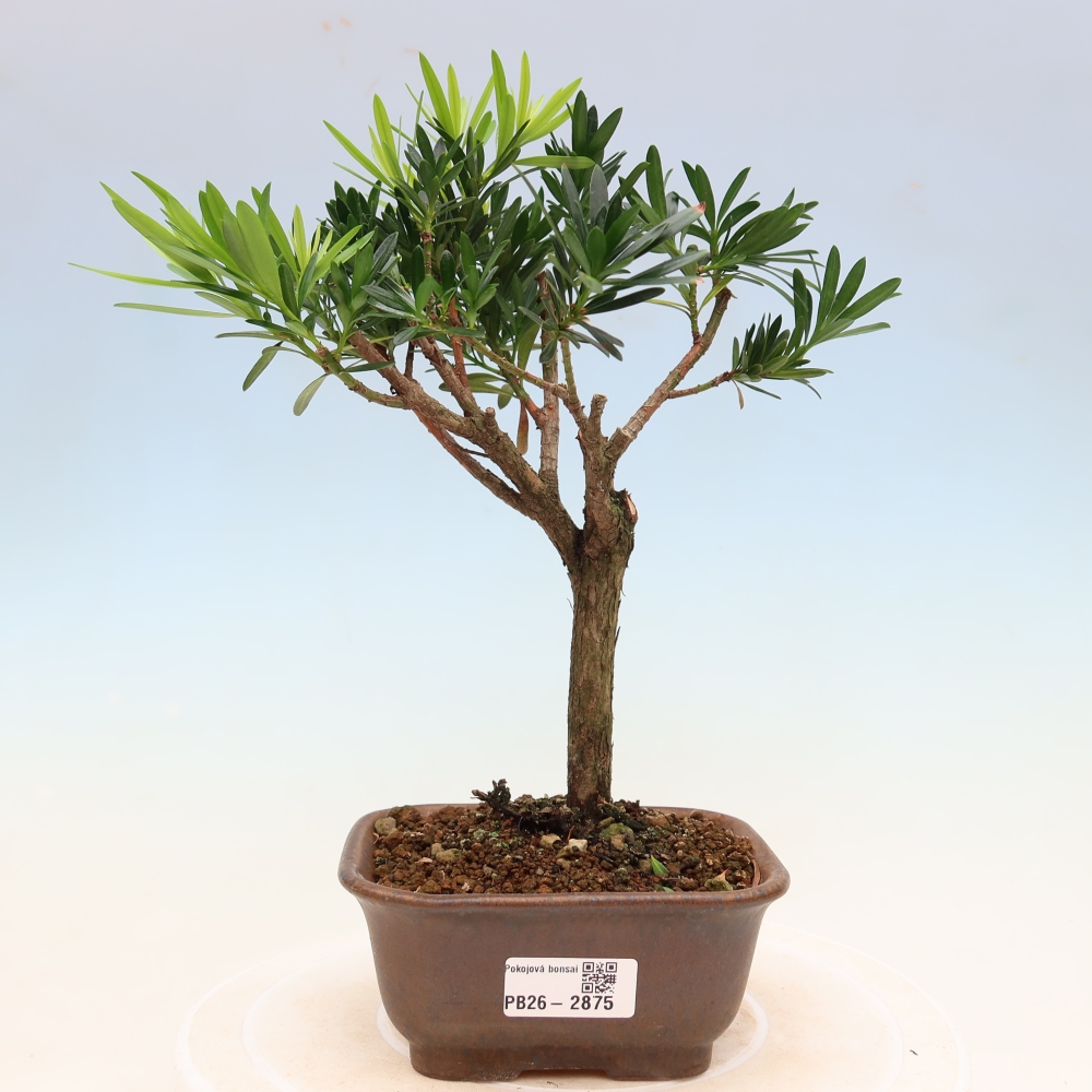 Camera bonsai - Podocarpus - Tasso delle pietre
