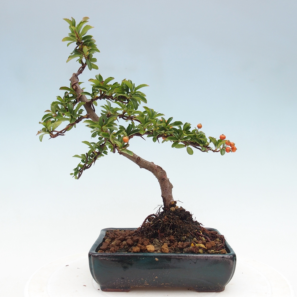 Bonsai da esterno-Pyracantha Teton -Hlox