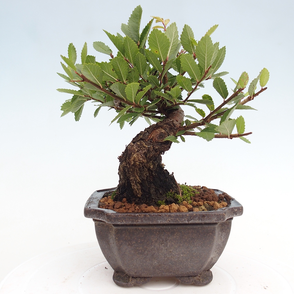 Bonsai da esterno - Zelkova - Zelkova NIRE