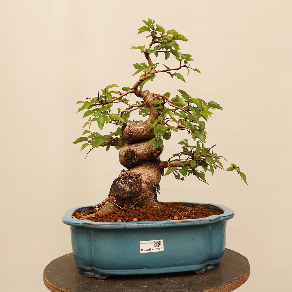 Bonsai da esterno -Carpinus Coreana - Carpino coreano