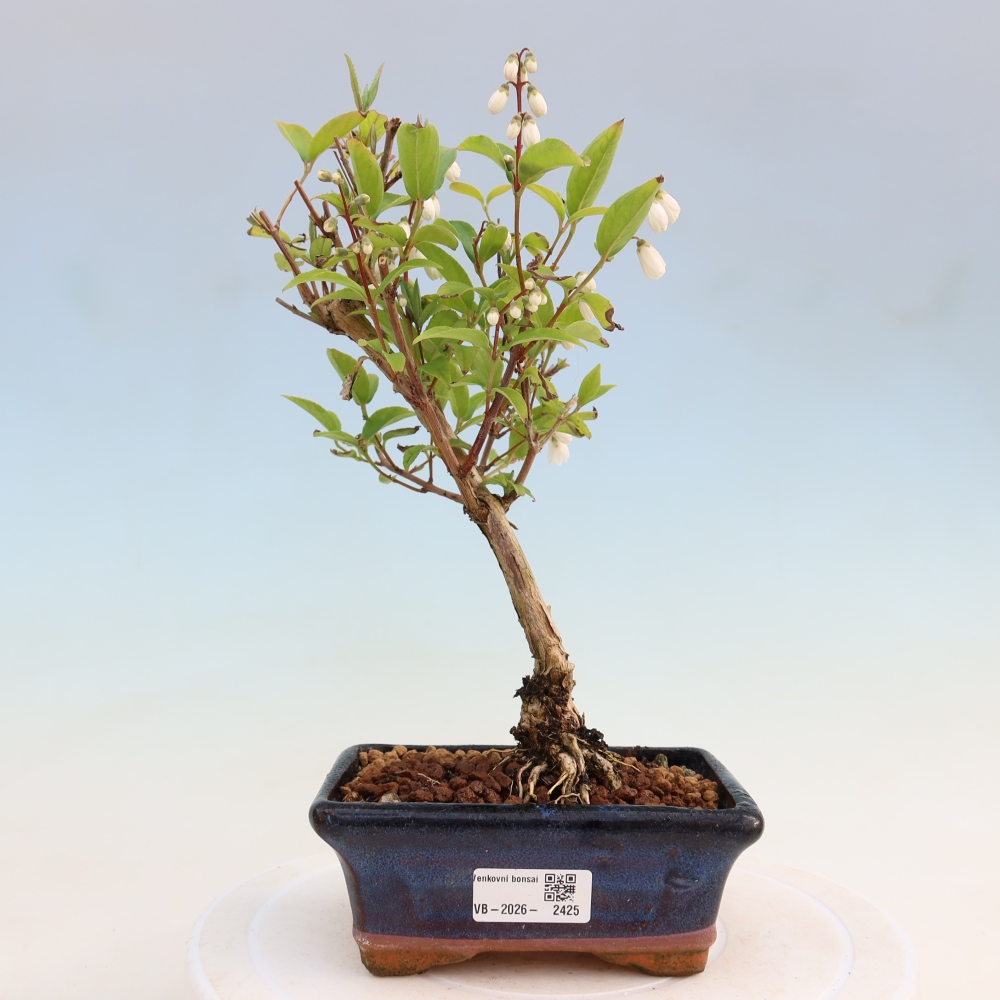 Bonsai da esterno - Deutzia scabra Candidissima - Trojpuk