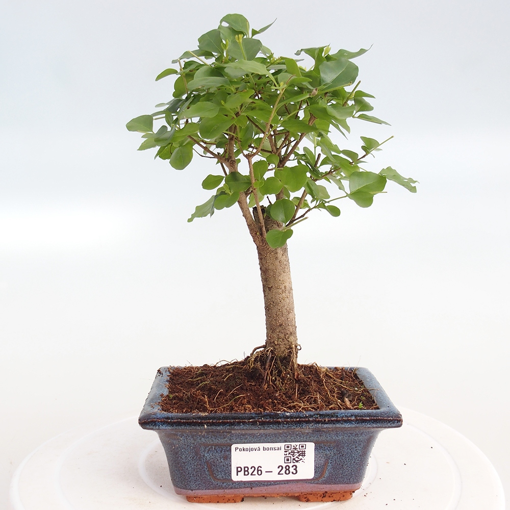 Camera bonsai -Ligustrum chinensis - Becco d'uccello