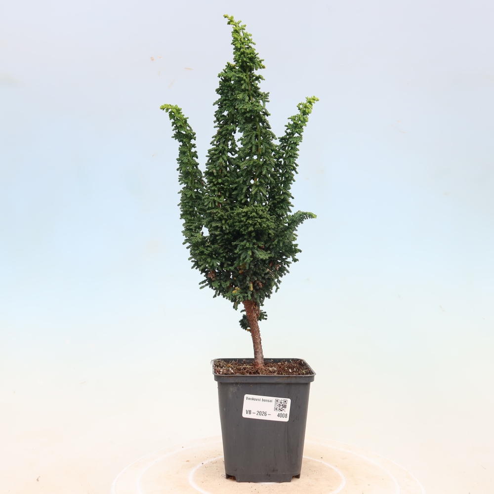 Bonsai da esterno - Cham. obtusa SEKKA HINOKI - Cipresso