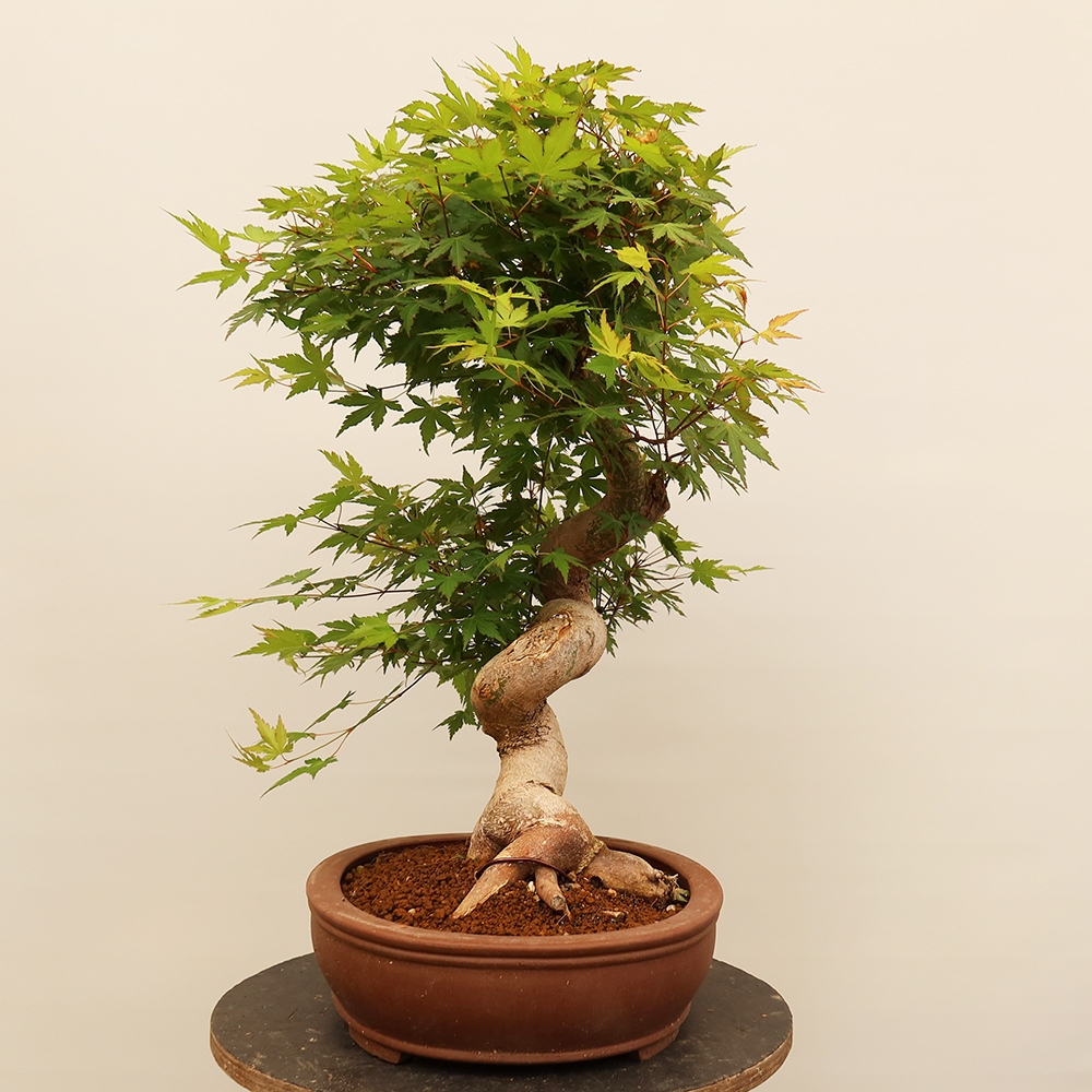 Bonsai da esterno - Acero palmatum - Palme