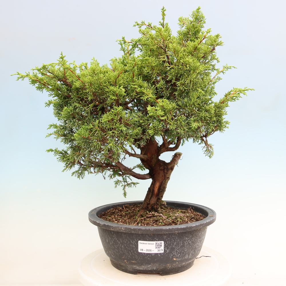Bonsai da esterno - Juniperus chinensis Itoigawa-Juniperus chinensis