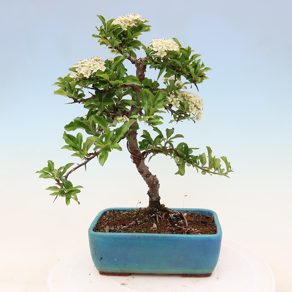 Bonsai da esterno - Pyracantha teton - Pyracantha scarlatta