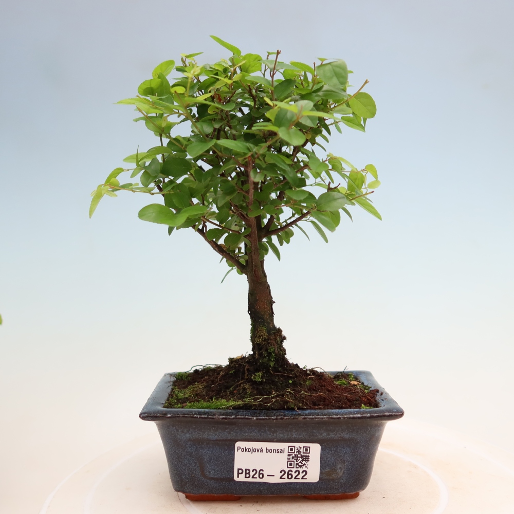 Camera bonsai - Sageretia thea - Sageretia thea