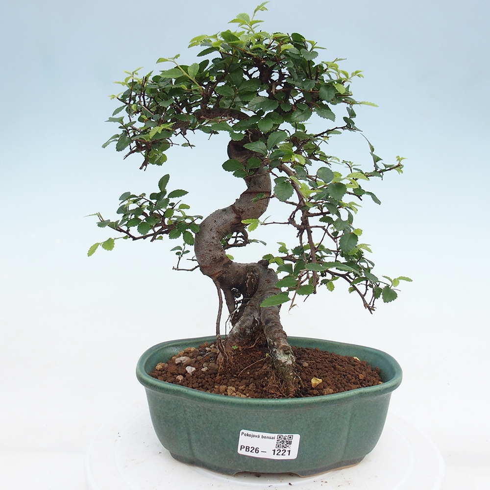 Camera bonsai - Ulmus parvifolia - Olmo a foglie piccole