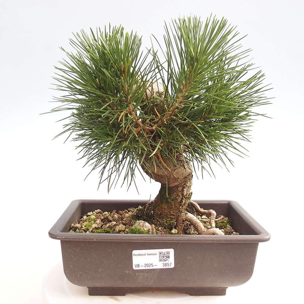 Bonsai da esterno - Pinus thunbergii - Pino di Thunberg