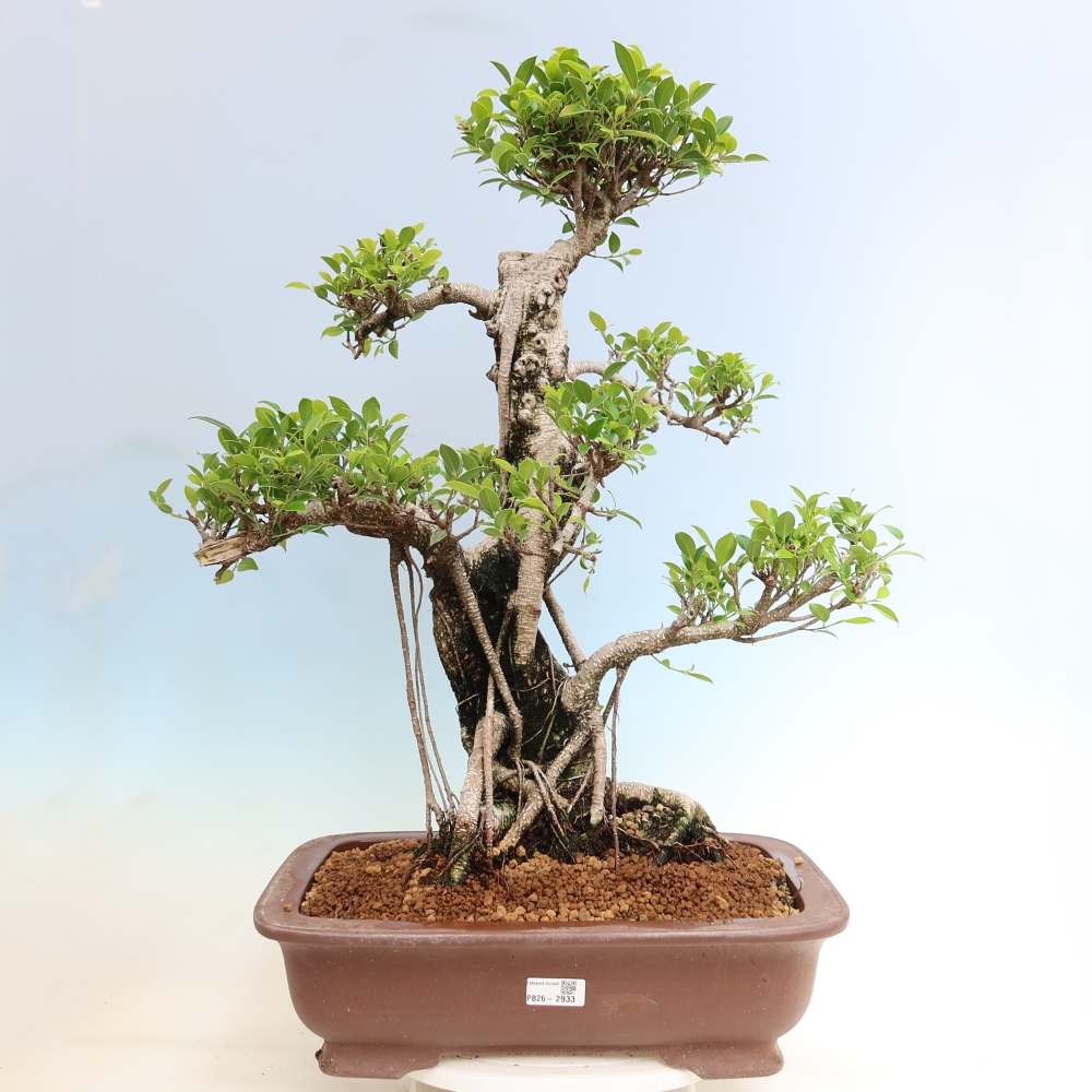 Camera bonsai - Ficus kimmen - ficus a foglie piccole