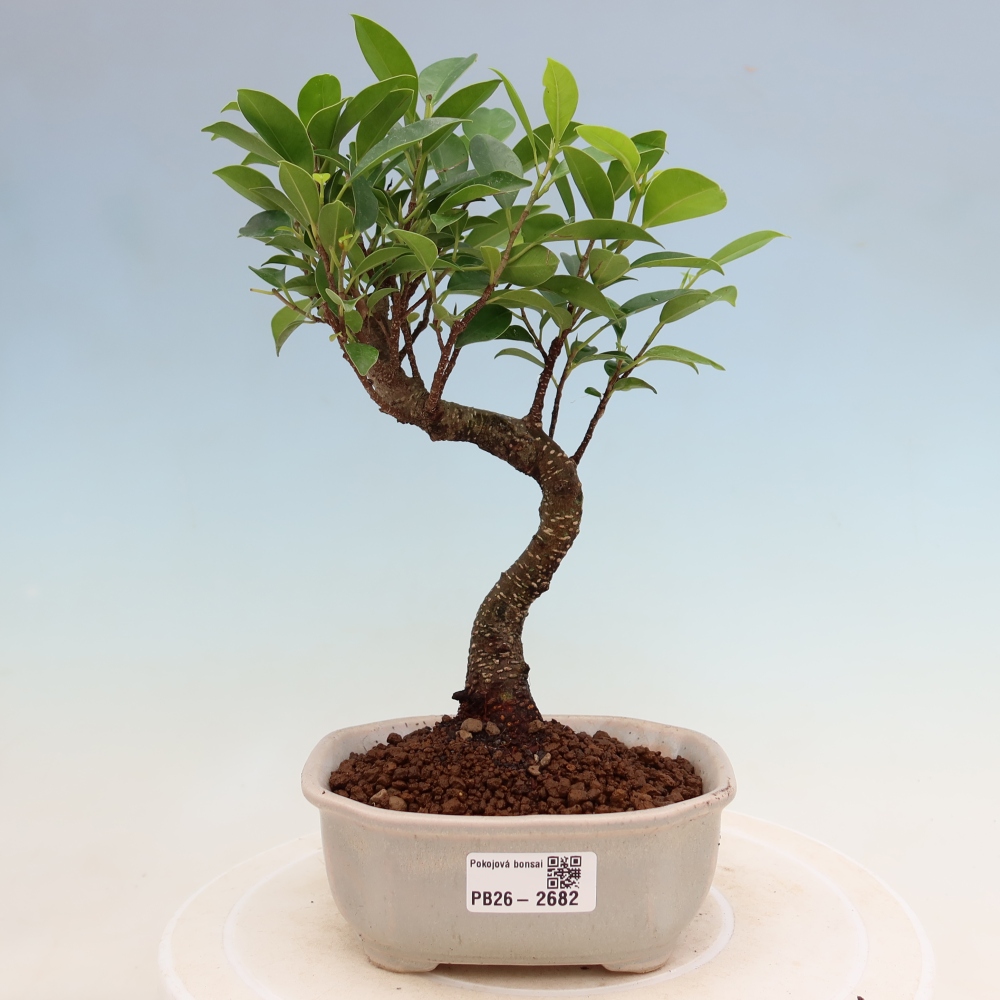 Camera bonsai - Ficus kimmen - ficus a foglie piccole