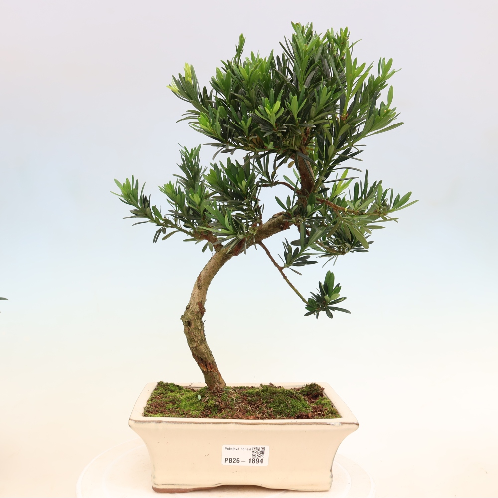 Camera bonsai - Podocarpus - Tasso delle pietre