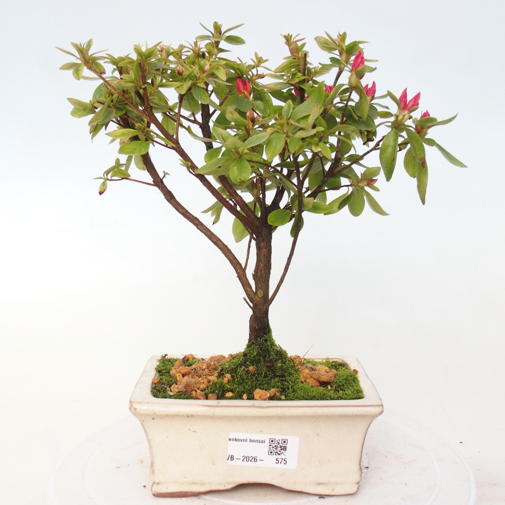 Bonsai da esterno - Azalea giapponese - Azalea sp.